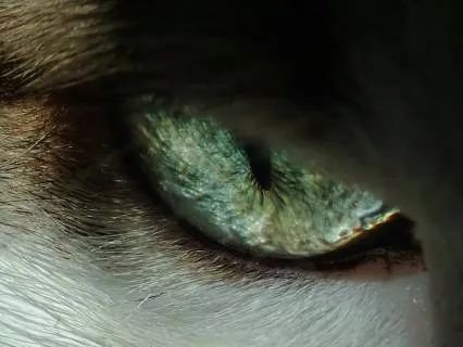 Shape-Shifter Wild Woman Guided Archetype Meditation