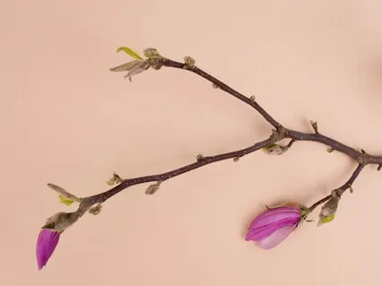 Shared Story Series: Becoming