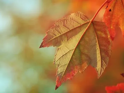 Sharing Light (Music & Binaural Beats Only)