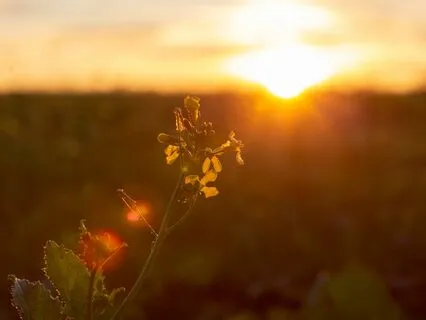 Sharing Truth: Wisdom In Gentle Resonance