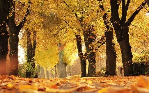 She Let Go - Poem With Music