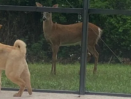 She Sells Seashells By The Seashore