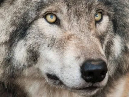 She-Wolf Wild Woman Guided Archetype Meditation