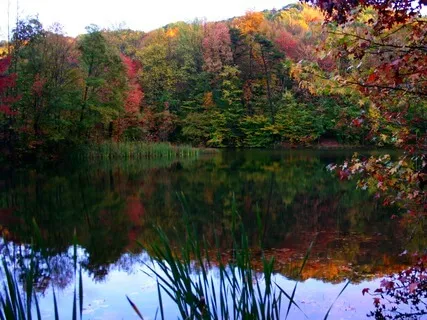 Shea Butter & Coconut Oil