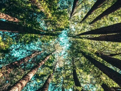 Shedding And Rebirth