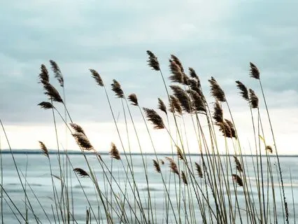 Sheetali Pranayama: Cooling Breath For Stress Relief