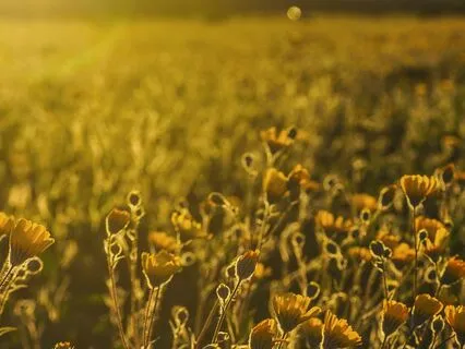 Shehecheyanu Prayer For New Beginnings