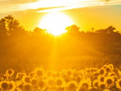 Shel Shares Sunshine