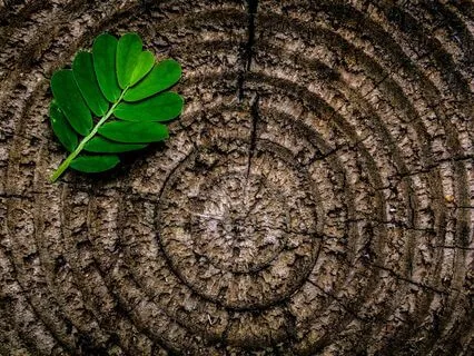 Shelf Meditation: The Dance Of Nature And Consciousness
