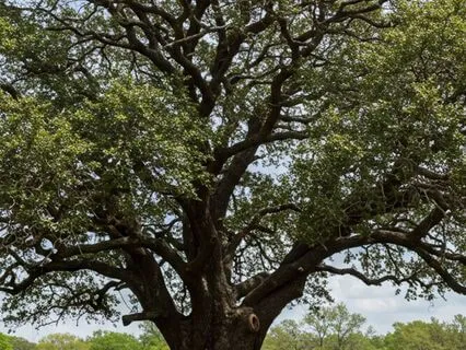 Shelter And Strength: The Mighty Oak