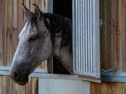 Sherlock Holmes: Adventure Of Silver Blaze, Part One Of Two