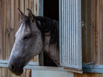 Sherlock Holmes: Adventure Of Silver Blaze, Part Two Of Two