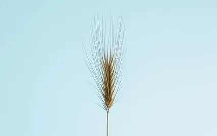 Sherry Finzer - Red Hawk Hill