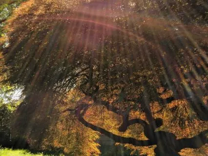 Shield & Shimmer - 4 Minute Activation