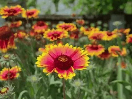 Shift From Doing To Being With Gratitude