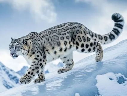 Shift Identity – From Force To Majesty (Gene Key 34)