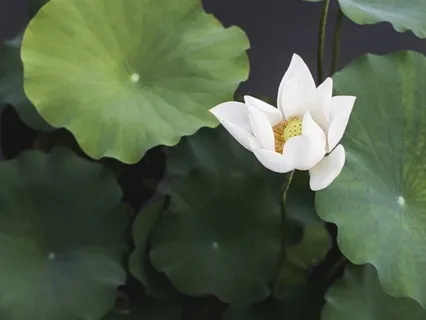 Shift Negative Feelings