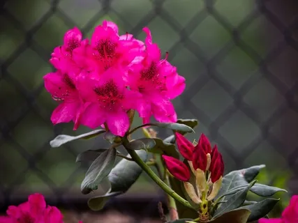 Shifting Focus Practice For Body Pain