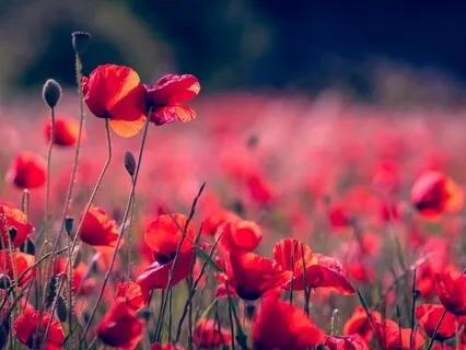 Shifting Gears Meditation