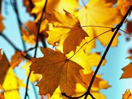 Shifting Seasons Yoga Nidra - Summer To Fall