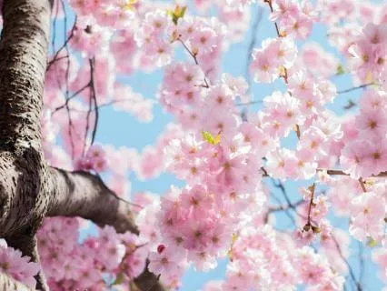 Shifting Seasons Yoga Nidra - Winter To Spring