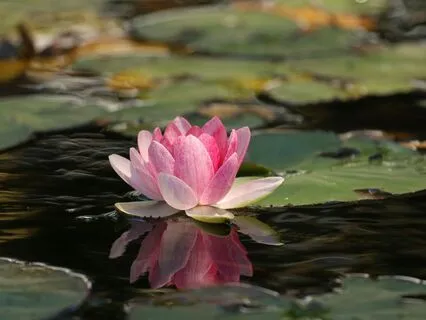 Shifting Serenity: Deep Ambient Reality Shifting Music