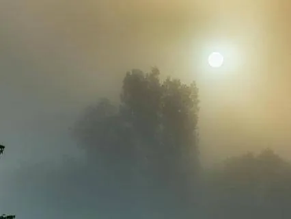 Shimmering Fog