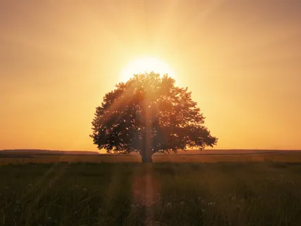 Shimmering Golden Trees