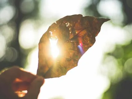 Shimmering Light ( With Birds And Water )