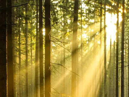 Shine Your Light! 194.18 Hz + 528 Hz + 639 Hz Tuning Forks