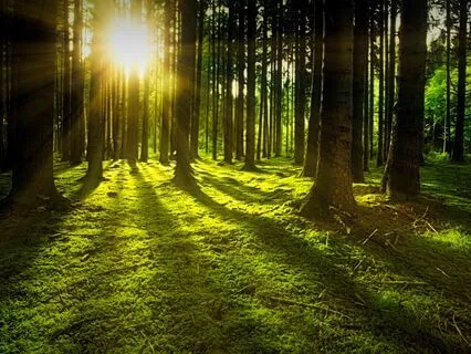 Shinrin-Yoku - The Art of Forest-Bathing