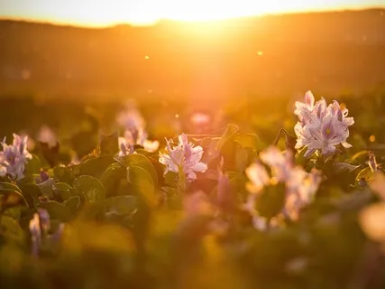 Shivali – Your Embrace