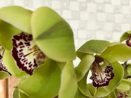 Short 61 Point Yoga Nidra Practice