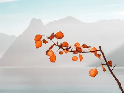 Zen Body Scan To Cultivate Embodiment