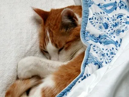 Visualization Practice: The Cozy Safe Place