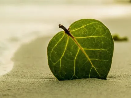 Short And Sweet Deep Body And Mind Relaxation YogaNidra NSDR