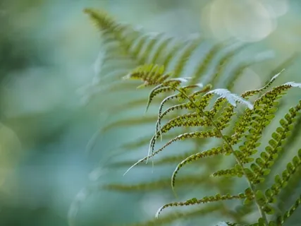 Body Scan For Recentering & Resetting