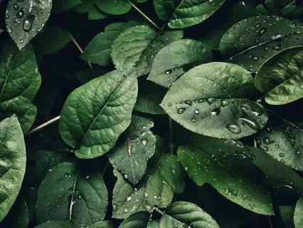 Short Body Scan Meditation