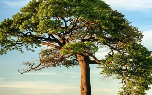 Short Breathing Practice For Focus