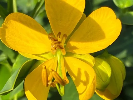 Short But Deep Body Scan Meditation