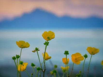 Short Daily Grounding Meditation