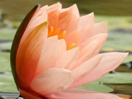 Gratitude Affirmations For Every Day