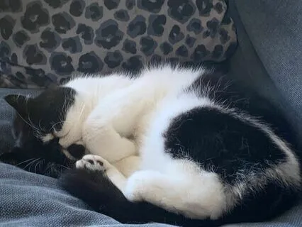 Sweet & Short Yoga Nidra For Calm