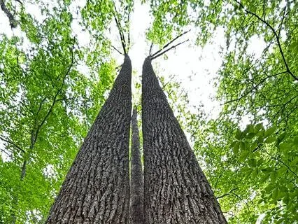 Short Grounding Meditation For Relaxation