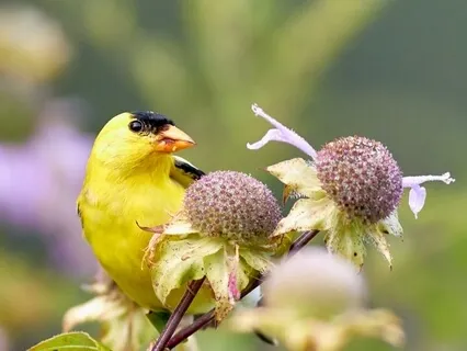 Short Meditation & Poem: Landscape With Yellow Birds