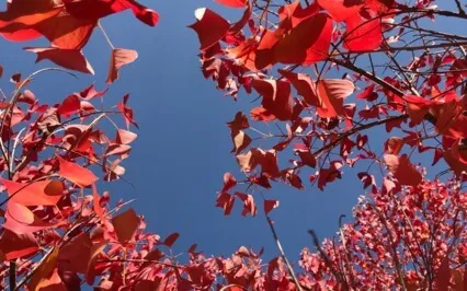 Short Meditation (Breath & Gong)