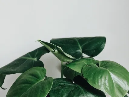 Short Meditation - The Next Right Thing