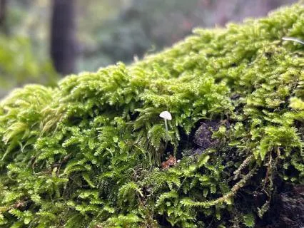 Short Meditative Story For Falling Asleep