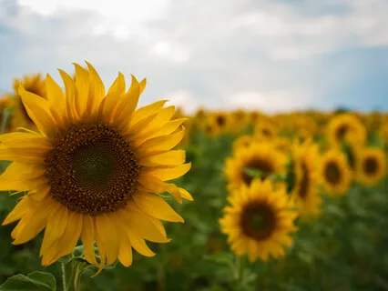 Short Metta (Loving Kindness) Meditation