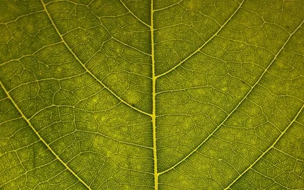 Short Mindful Break (Without Music)